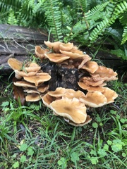 Armillaria luteobubalina