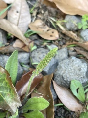 Plantago camtschatica