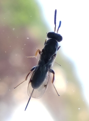 Monodontomerus obscurus