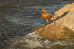 Merganetta armata armata