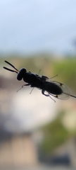 Monodontomerus obscurus