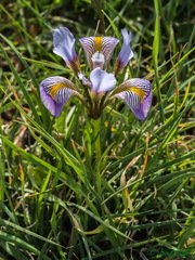 Iris unguicularis cretensis