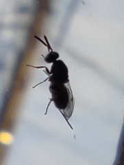 Monodontomerus obscurus