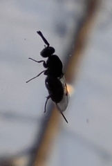 Monodontomerus obscurus