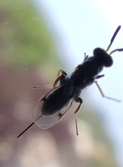 Monodontomerus obscurus