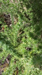 Aspalathus chenopoda