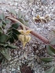Kallstroemia grandiflora