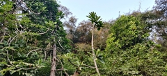 Euphorbia nivulia