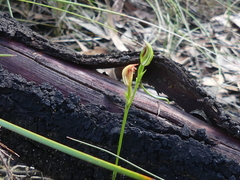 Pterostylis clivosa