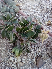 Kallstroemia grandiflora