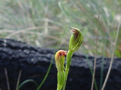 Pterostylis clivosa