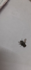 Diptera