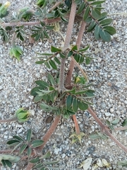 Kallstroemia grandiflora