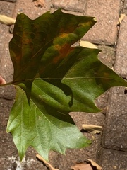 Platanus × hispanica