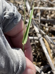 Eriochloa acuminata