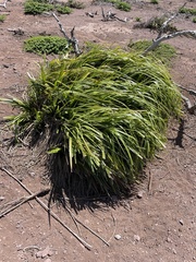 Cyperus duripes