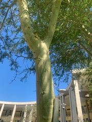 Vachellia xanthophloea