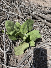 Nicotiana stocktonii