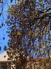 Platanus × hispanica