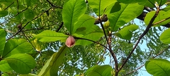 Terminalia catappa