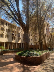 Platanus × hispanica