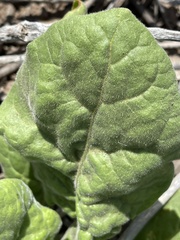 Nicotiana stocktonii