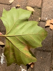 Platanus × hispanica