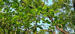 Terminalia catappa