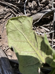 Nicotiana stocktonii