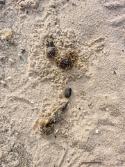 Herpestes pulverulentus