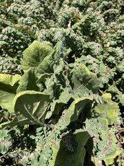 Nicotiana stocktonii
