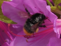 Bombus ignitus