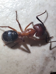 Camponotus atriceps