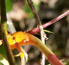Phragmidium rosae-multiflorae