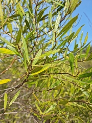 Olea exasperata