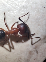 Camponotus atriceps