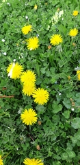 Taraxacum officinale
