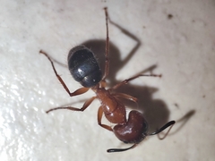 Camponotus atriceps