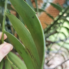 Encephalartos natalensis