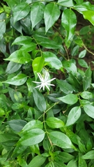 Chloranthales