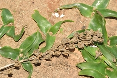 Prospero obtusifolium