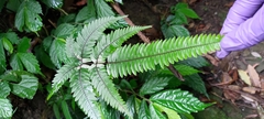 Pteris aspericaulis