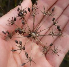 Lichtensteinia latifolia