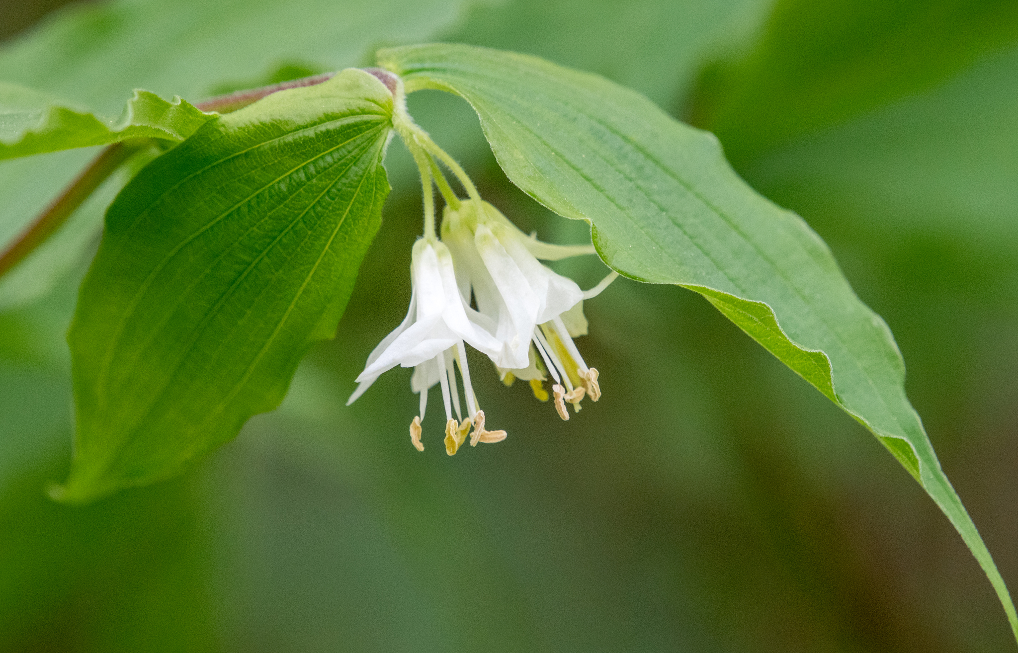Prosartes hookeri