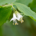 Prosartes hookeri - Photo (c) Joan Septembre, μερικά δικαιώματα διατηρούνται (CC BY-NC), uploaded by Joan Septembre