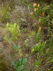 Lichtensteinia latifolia