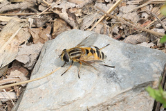 Helophilus continuus