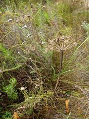 Lichtensteinia latifolia