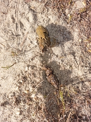 Herpestes pulverulentus