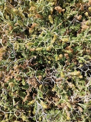 Sarcopoterium